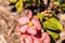 Pale pink flower Mussaenda philippica â€˜Dona Luzâ€™