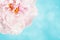 Pale pink flower over light blue