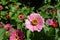 Pale pink flower of zinnia elegans