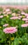 Pale pink flowering Gerbera bloom with a yellow heart from close