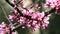 Pale pink flowers of Cercis canadensis