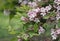 Pale pink flowers of Kolkwitzia amabilis