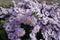 Pale pink flowers of Michaelmas daisies