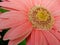 Pale pink Gerbera flower