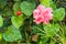 Pale pink hibiscus flower with red center and red and pink stamen