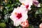 Pale pink hibiscus flowers in natural sunny summer daylight