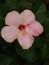 Pale Pink Hibiscus with Raindrops