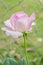 Pale Pink Highbred Tea Rose