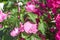 Pale pink Lavatera trimestris - Annual Mallow - Rose Mallow closeup against background with bright pink of flowering phloxes