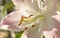 Pale Pink Lily (Lilium Longiflorum)
