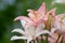 Pale pink lily, lily green scene background