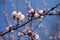 Pale pink opening flowers of apricot tree against blue sky
