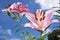 Pale pink oriental lily