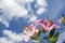 Pale pink oriental lily