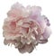 Pale pink peony looks majestic and frail simultaneously.