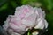 Pale pink peony ruffled petals in soft natural light.