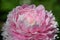 Pale pink peony ruffled petals in soft natural light.