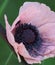 Pale Pink Poppy Macro