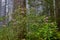 Pale pink rhododendrons in foggy coastal Redwood forest, CA