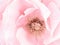 Pale pink rose detail, stamens