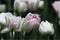 Pale pink terry tulips Foxtrot