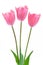 Pale pink tulips isolated on white background