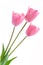 Pale pink tulips isolated on white background