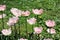 Pale pink tulips during the merry spring bloom