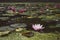 Pale Pink Water Lilly in the Blooming Pond.