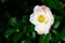 Pale pink and white flower of an early blooming camellia bush, as a nature background