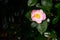 Pale pink and white flower of an early blooming camellia bush, as a nature background