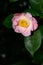 Pale pink and white flower of an early blooming camellia bush, as a nature background