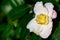 Pale pink and white flower of an early blooming camellia bush, as a nature background