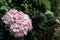 Pale Pink and White Hydrangea Flower with Green Grass and Brown Fence on a Garden