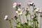 Pale pink and white saxifraga arendsi blooming