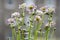 Pale pink and white saxifraga arendsi blooming