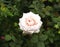 Pale Pink Wild Rose Flowers with radiant shape