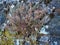 Pale Pink Wild Succulent Shrub Growing in Stone Wall