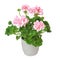 Pale pink zonal geranium in pot