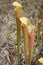 Pale Pitcher Plant- Sarracenia alata