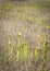Pale Pitcher Plants- Sarracenia alata