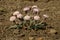 Pale Pnk Flower Clusters Begin to Bloom In Rocky Soil