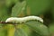 A Pale Prominent Caterpillar Pterostoma palpina perched and feeding on a leaf.