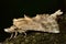 Pale prominent moth (Pterostoma palpina)