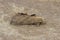 Pale prominent moth (Pterostoma palpina) on a brown surface in closeup