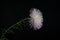 Pale purple aster flower on a dark background.