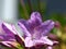 Pale Purple Azalea Flower Opens to the Sun