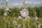 Pale purple blooming wild mallow, musk Malva alcea, vervain mallow or hollyhock mallow in summer.