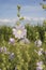 Pale purple blooming wild mallow, musk Malva alcea, vervain mallow or hollyhock mallow in summer.