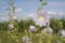 Pale purple blooming wild mallow, musk Malva alcea, vervain mallow or hollyhock mallow in summer. Close up